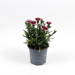 DIANTHUS CARYOPHYLLUS P11 BURGUNDY