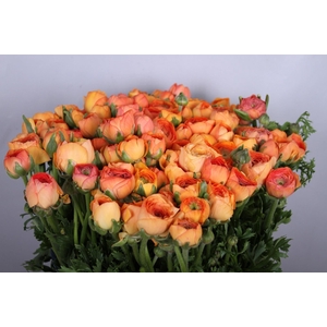 Ranunculus Elegance Salmon A1