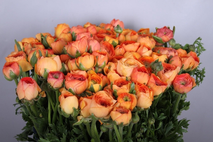 <h4>Ranunculus Elegance Salmon</h4>