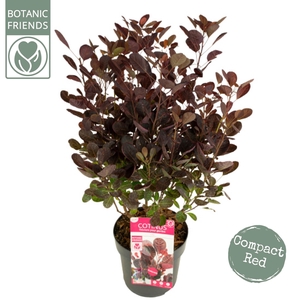 Cotinus cog. 'Lilla' ®