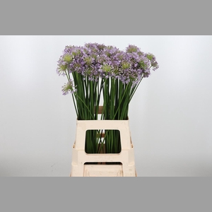 Allium Senescens