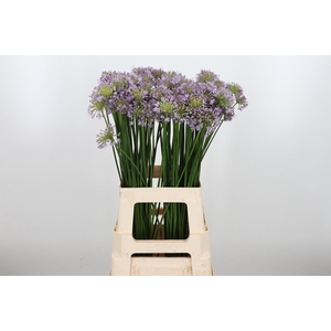 Allium Senescens