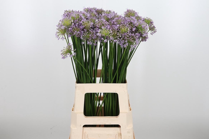 <h4>Allium Senescens</h4>
