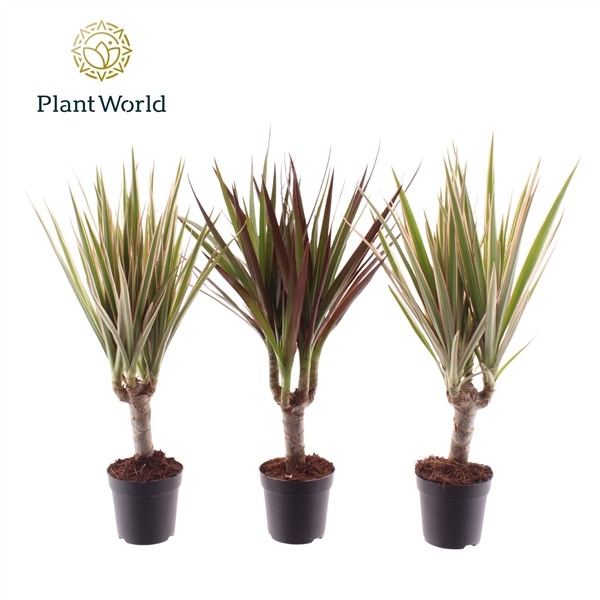 <h4>Dracaena gemengd op stam 7 cm</h4>