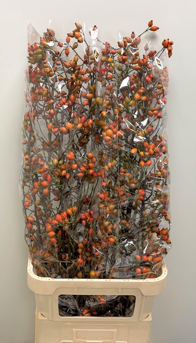 <h4>ROSA ZAFFIRO</h4>