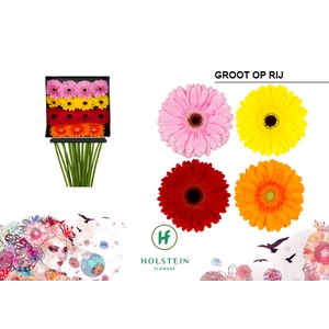 Gerbera Mix 4 Kleuren Diamond Per Kaart