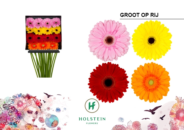 <h4>Gerbera Mix 4 Kleuren Diamond Per Kaart</h4>