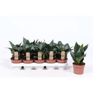 Sansevieria Hahnii Black