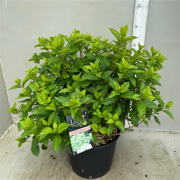 <h4>Hydrangea paniculata little lime p30 / 12 ltr</h4>