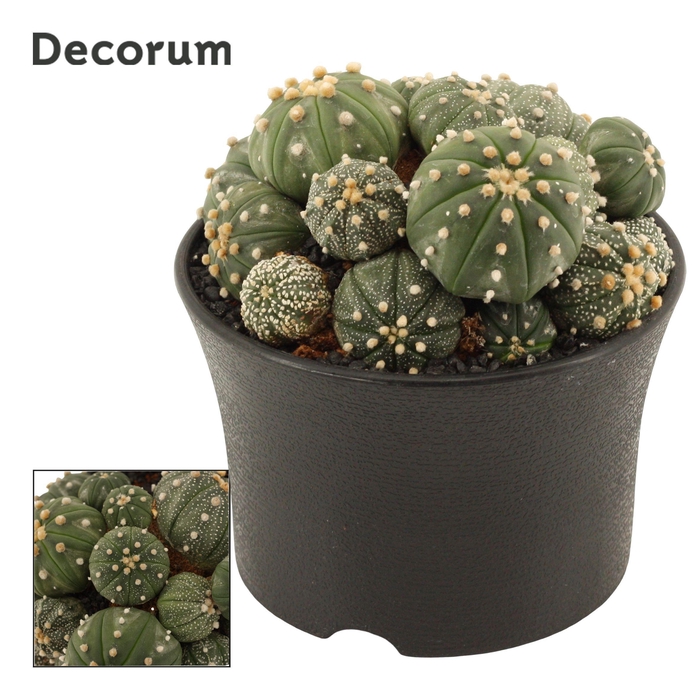 <h4>Astrophytum Asterias 15 cm Multi (Decorum)</h4>