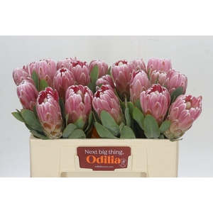 Protea Penny Pink