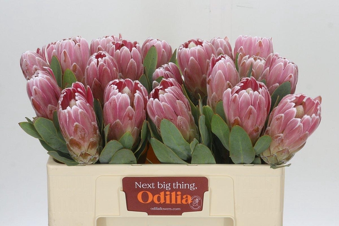 <h4>Protea Penny Pink</h4>