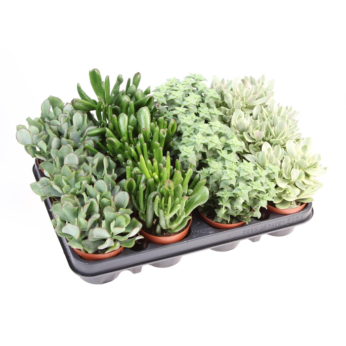 <h4>Crassula   ...mix</h4>