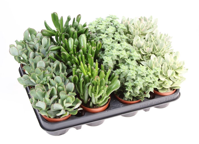 <h4>Crassula ...mix</h4>
