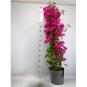 Bougainvillea  'Sanderiana'