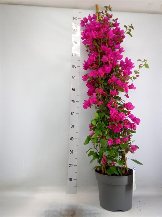 <h4>Bougainvillea  'Sanderiana'</h4>