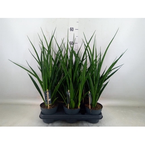 Sansevieria kirkii 'Friends'