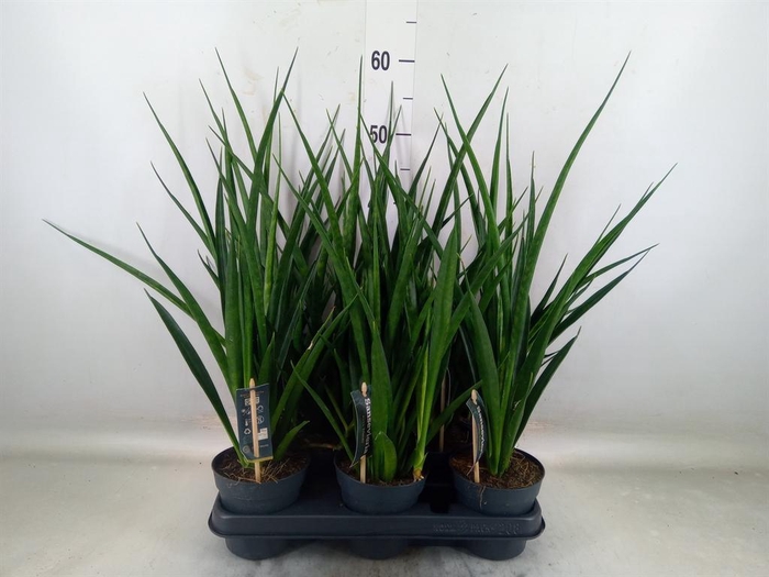<h4>Sansevieria kirkii 'Friends'</h4>