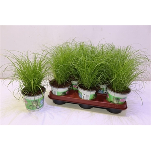 arr8 Cyper Alt Zumula