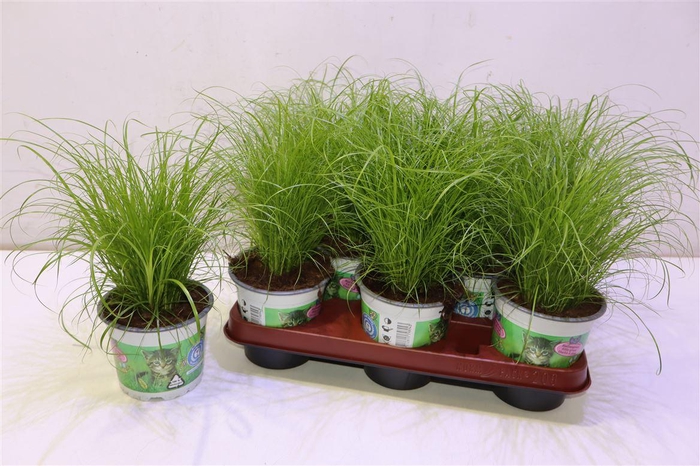 <h4>arr8 Cyper Alt Zumula</h4>