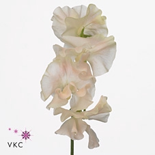 Lathyrus Mist Champagn