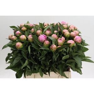 Paeonia Catharina Fontijn