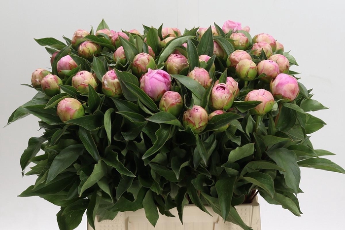 <h4>Paeonia Catharina Fontijn</h4>