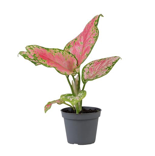 <h4>AGLAONEMA COMMUTATUM Red Valentine P6</h4>