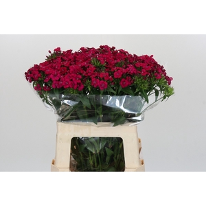 Dianthus Br Amazon Neon Cherry
