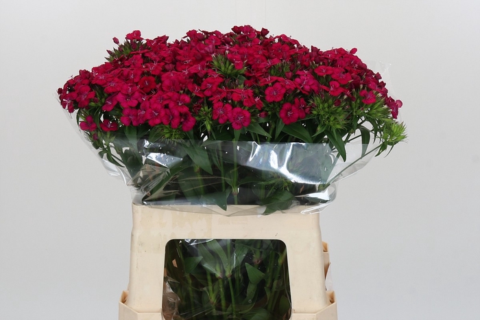 <h4>Dianthus Br Amazon Neon Cherry</h4>