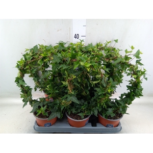 Hedera helix 'Shamrock'