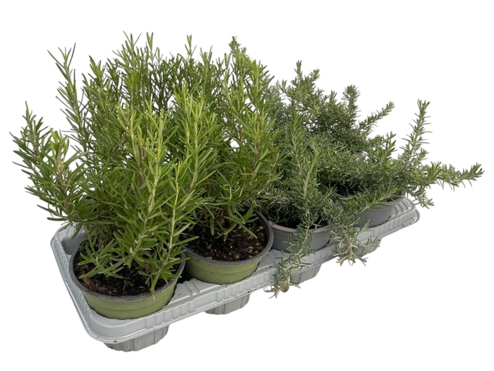 <h4>Rosmarinus Gemengd</h4>