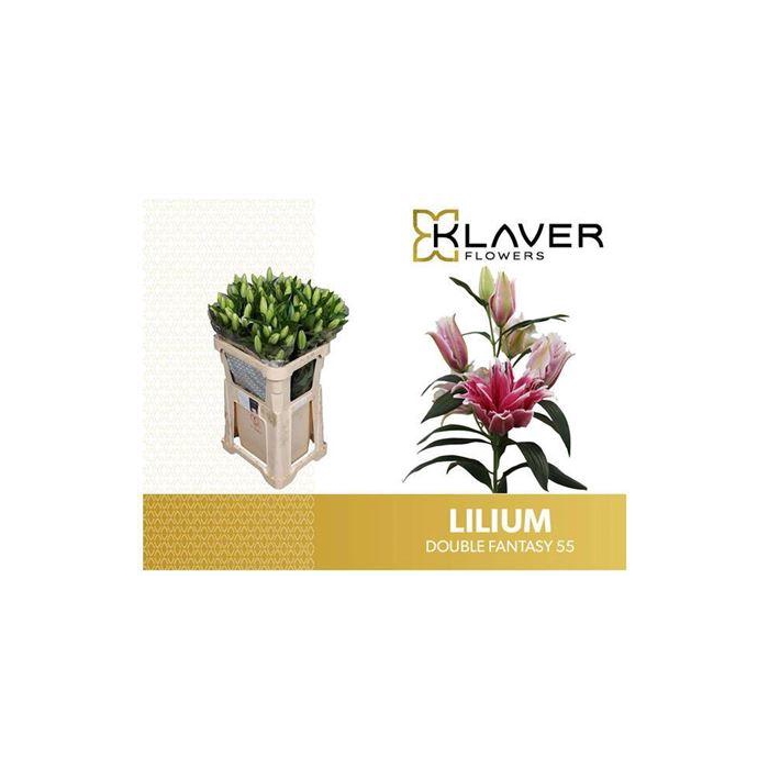 <h4>Li Or Du Double Fantasy</h4>