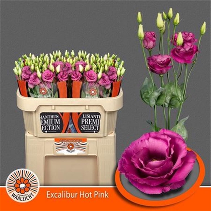 <h4>Eus G Excal Hot Pink</h4>