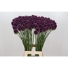Allium sphaerocephalon