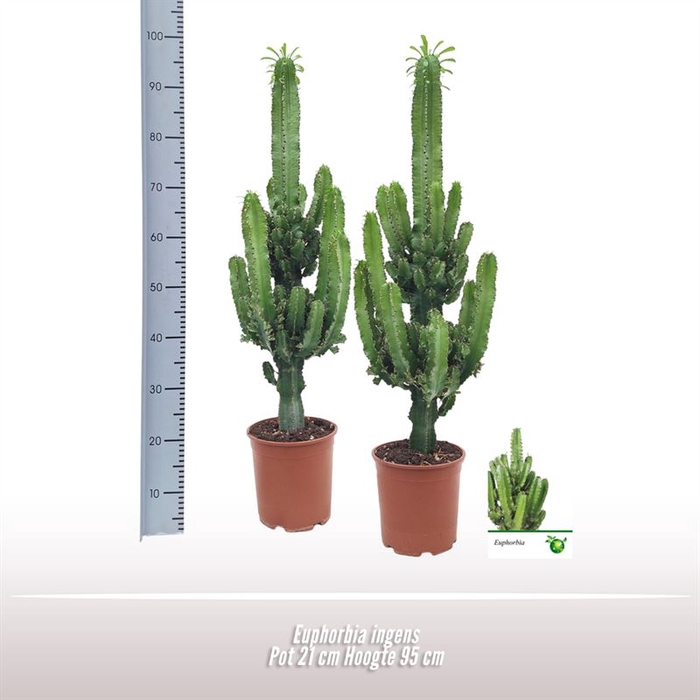 <h4>Euphorbia ingens</h4>