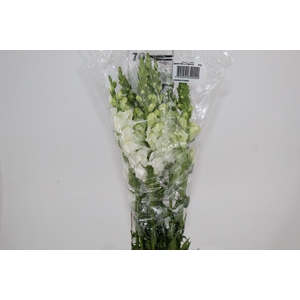 BOCA DE LEAO POTOMAC WHITE 070 CM
