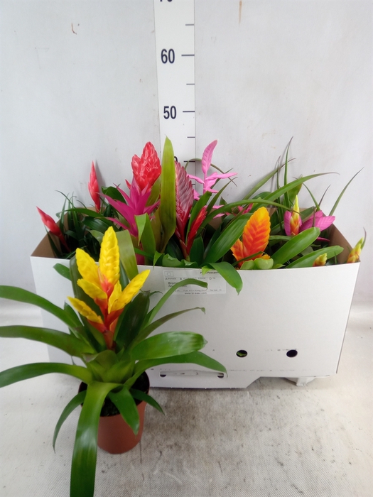 <h4>Bromelia   ...mix 10</h4>