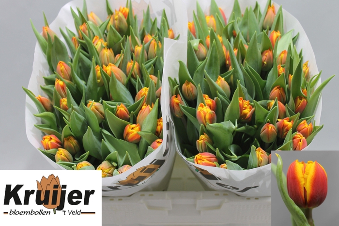 <h4>TU DU ATLAS</h4>