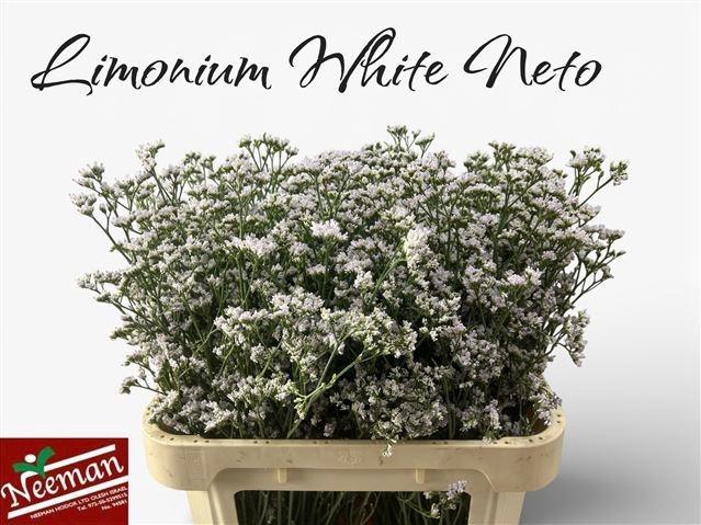 <h4>LIM WHITE NETO</h4>