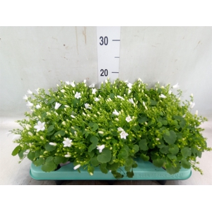 Campanula porten. 'Porto White'