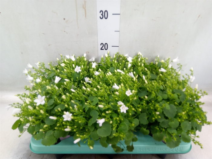 <h4>Campanula porten. 'Porto White'</h4>