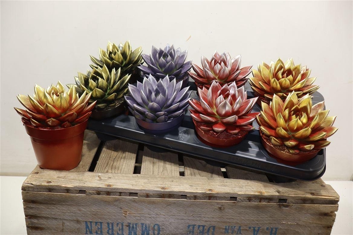 <h4>Echev Miranda</h4>