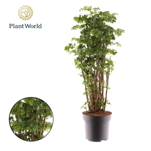 Polyscias Roble vertakt