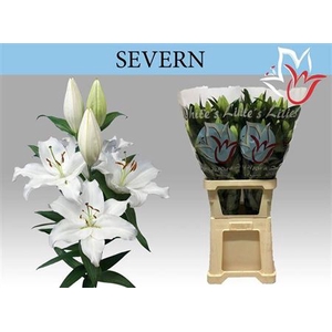 Li Or Severn