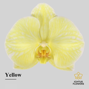 Phalaenopsis