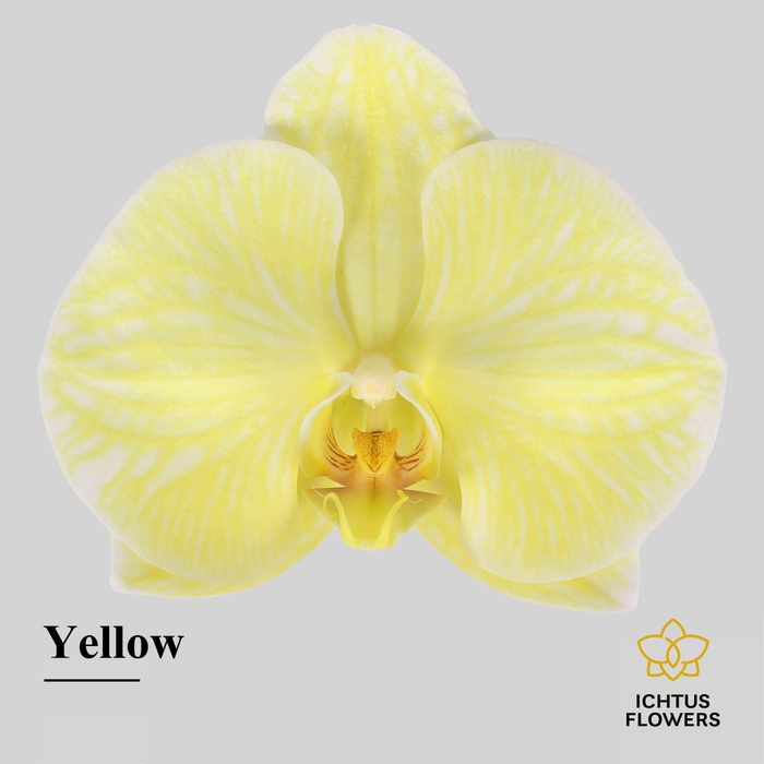 <h4>Phalaenopsis</h4>