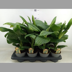 Planten   ...green L%