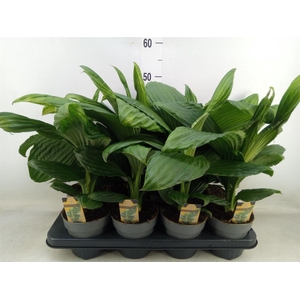 Planten   ...green L%