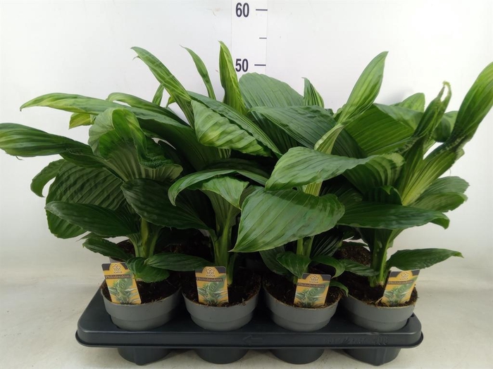 <h4>Planten   ...green L%</h4>